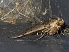Aglossa disciferalis