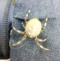 Araneus quadratus