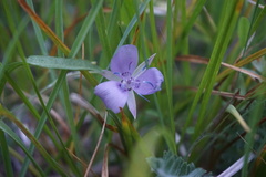 Calochortus nudus