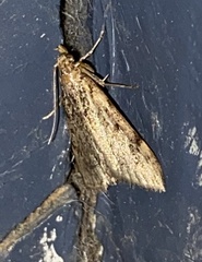 Aglossa disciferalis