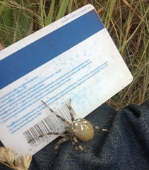 Araneus quadratus