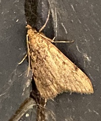 Aglossa disciferalis