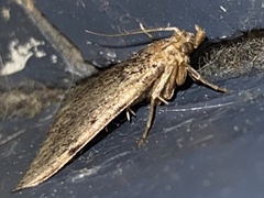 Aglossa disciferalis