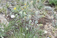 Artemisia borealis