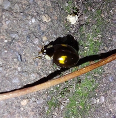 Harmonia axyridis