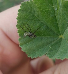 Tropidothorax sternalis