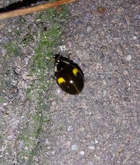 Harmonia axyridis