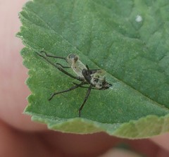 Tropidothorax sternalis