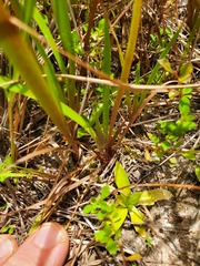 Xyris louisianica