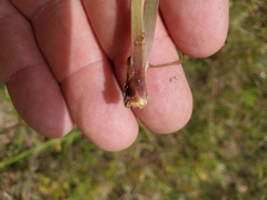 Xyris louisianica