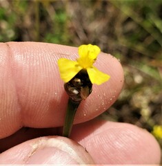 Xyris louisianica