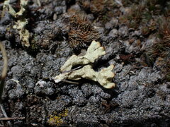 Allocetraria madreporiformis