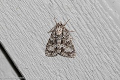 Acronicta fragilis