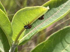 Cryptocephalus calidus