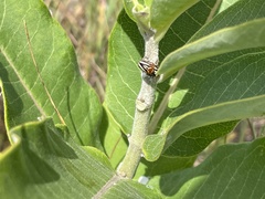 Cryptocephalus calidus