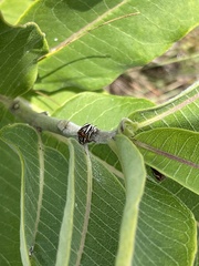 Cryptocephalus calidus