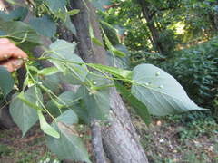 Tilia taquetii