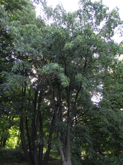 Tilia taquetii