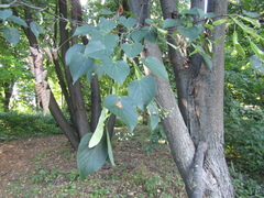 Tilia taquetii