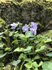 Viola grypoceras