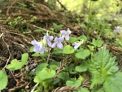 Viola grypoceras