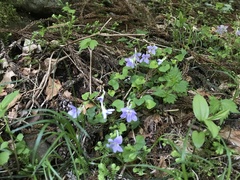 Viola grypoceras