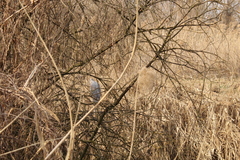Ardea cinerea