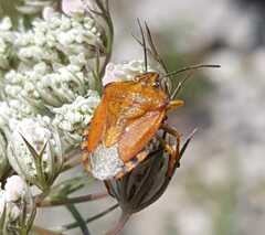 Carpocoris pudicus