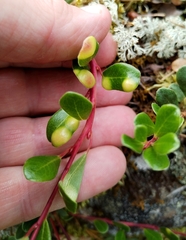 Exobasidium sydowianum