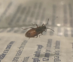 Arocatus melanocephalus