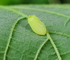 Celticecis pyriformis