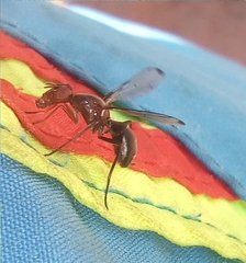 Cephalia rufipes