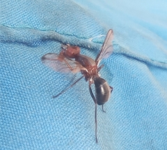 Cephalia rufipes