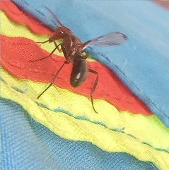 Cephalia rufipes