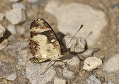 Castilia angusta