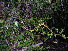 Compsophis laphystius