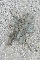 Chesneya cuneata