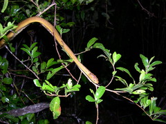 Compsophis laphystius