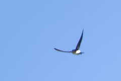 Delichon urbicum urbicum