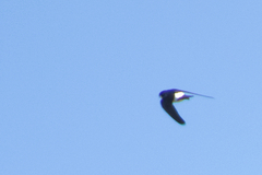 Delichon urbicum urbicum