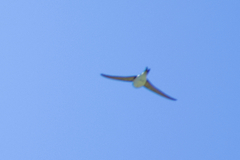 Delichon urbicum urbicum