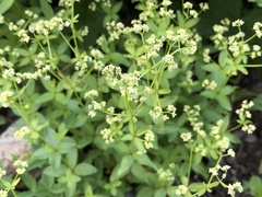 Galium oreganum