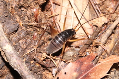 Paratachycines ussuriensis