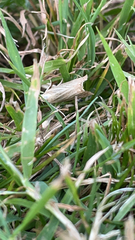 Chrysoteuchia culmella