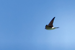 Delichon urbicum urbicum