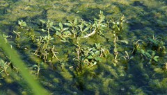 Ludwigia adscendens diffusa