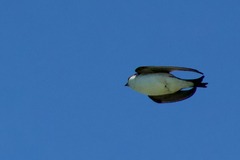 Delichon urbicum urbicum