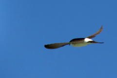 Delichon urbicum urbicum