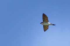 Delichon urbicum urbicum