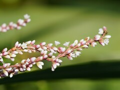 Persicaria lanigera